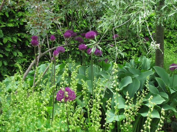 Graublaue Gartenfunkie - Hosta nigrescens ´Krossa Regal`
